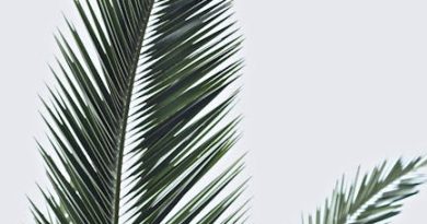 Opdager du palmekålens mangfoldige smagsnoter?
